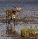 Lechwe